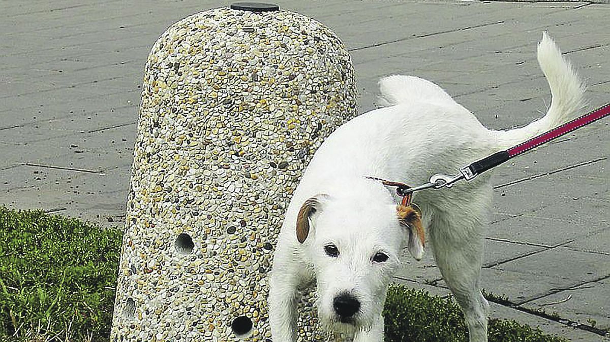 Psí pisoáry z Brna dobývají svět, jsou chráněny patentem