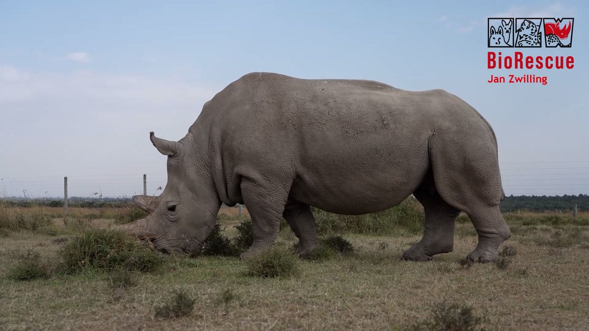 Jurský park pomalu realitou? Záchrana téměř vyhubených nosorožců pokračuje