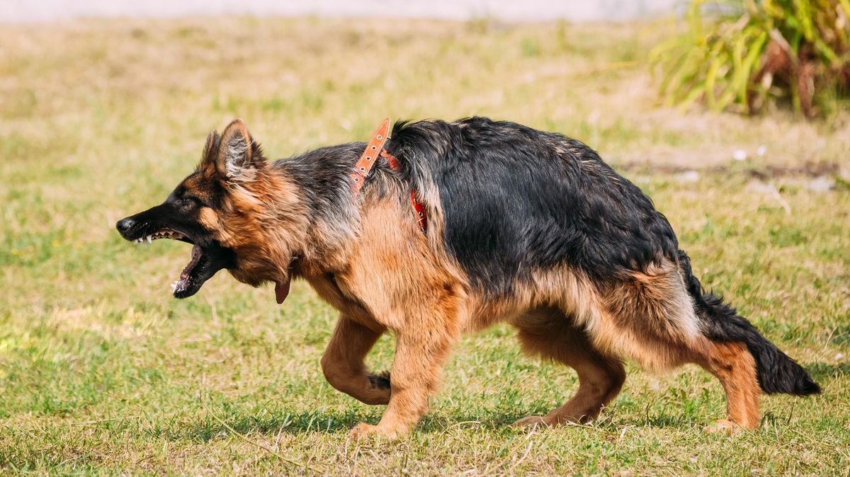Tři agresivní psi roztrhali Řekyni, když pracovala na zahradě