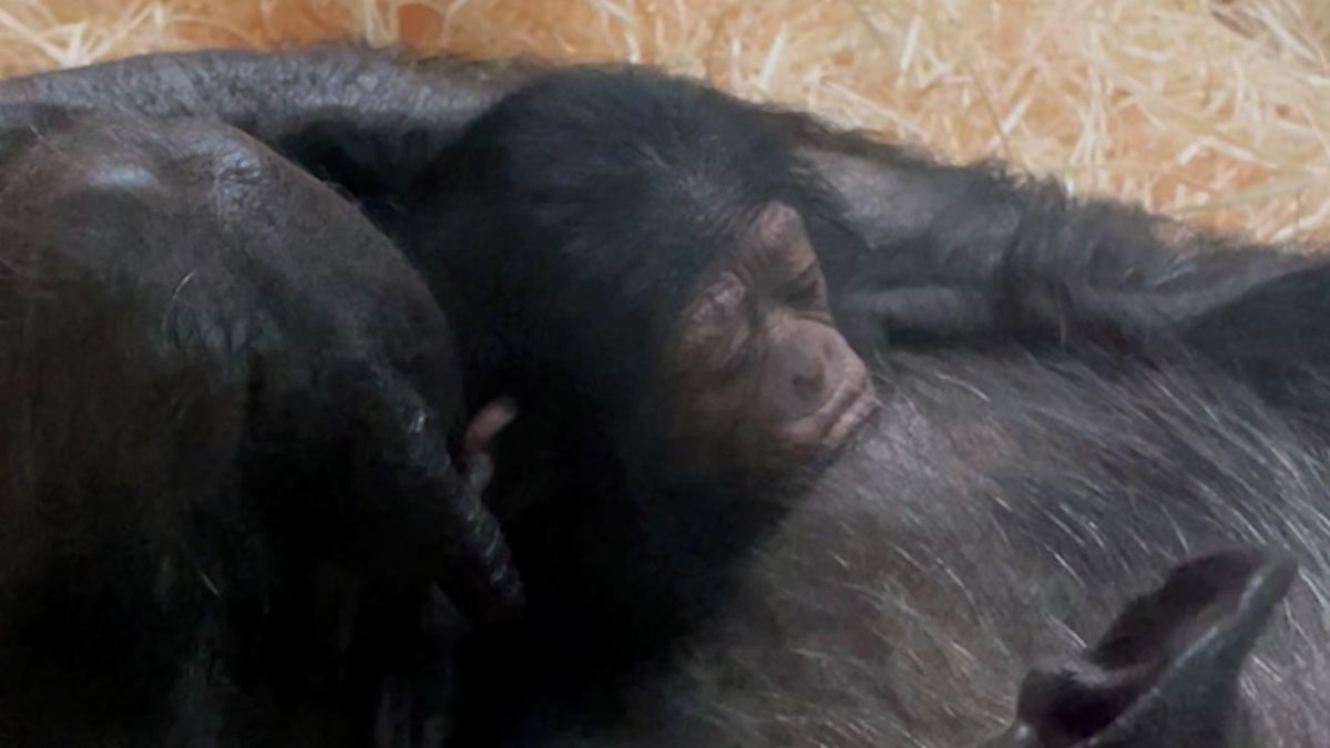 V Plzni se narodilo mládě šimpanze, rodiče patří do extrémně ohroženého poddruhu