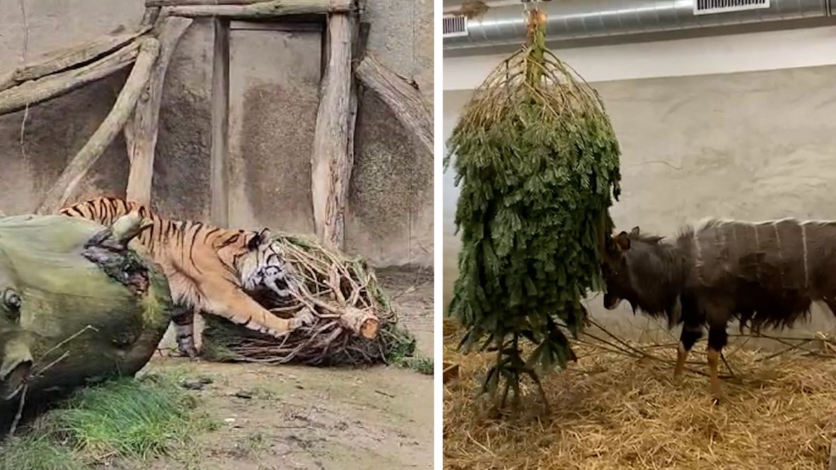 Vánoční stromečky, které nikdo nechtěl, si užívají zvířata v zoo