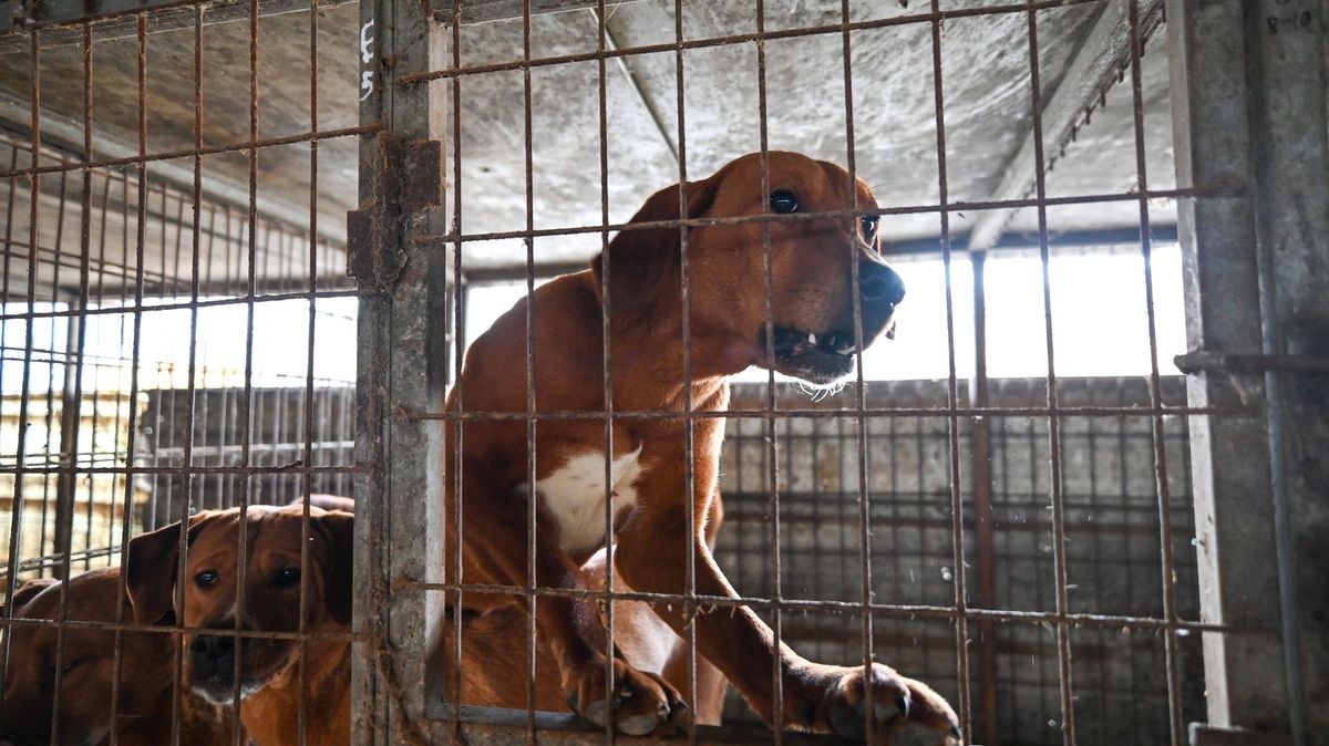 V Jižní Koreji zakážou prodej i konzumaci psího masa