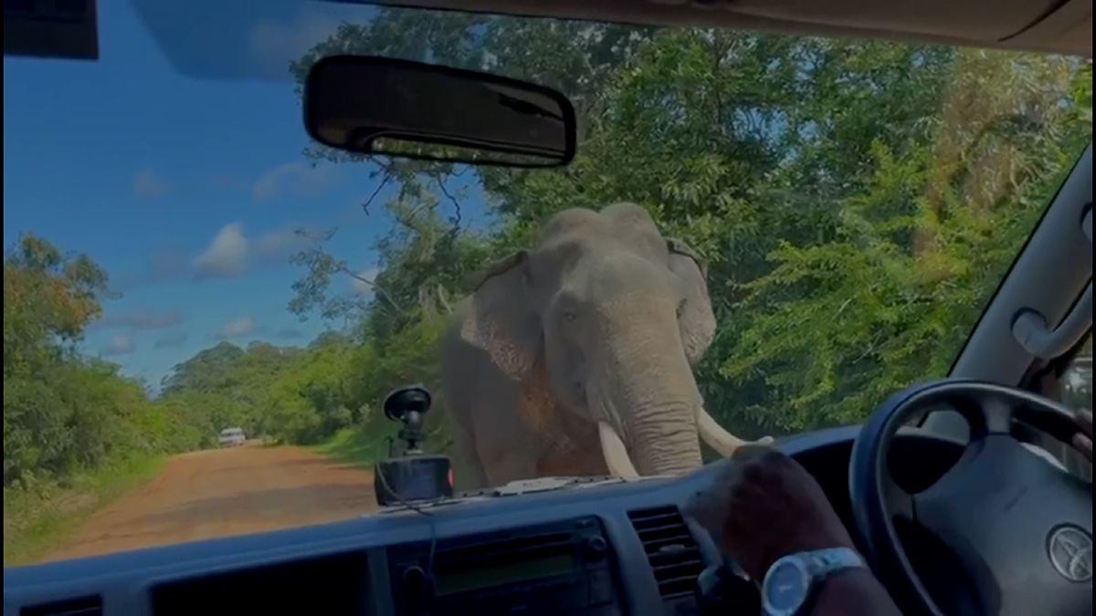 Turisty na Srí Lance napadl slon. V hlavní roli hranolky