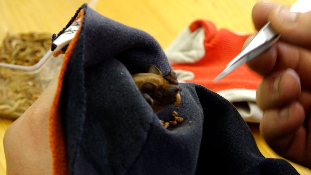 Pracovníci záchranných stanic budí netopýry a dávají jim na posilněnou červy