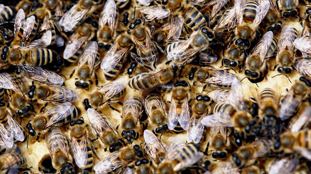 Z obchodního centra v Ostravě je včelí základna