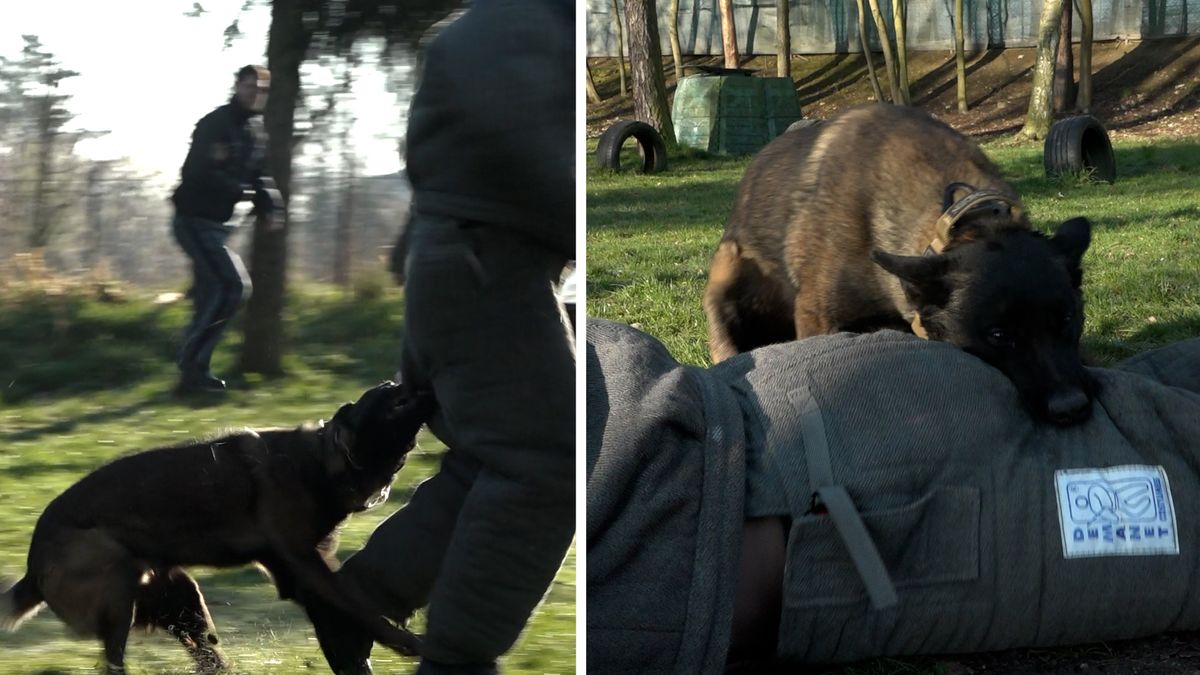 Umí zpacifikovat agresivního člověka a najít drogy. Tyhle čtyřnohé „mazlíčky“ byste nechtěli naštvat
