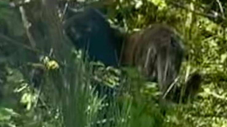 Žena na Litoměřicku zřejmě vyfotila v lese levharta