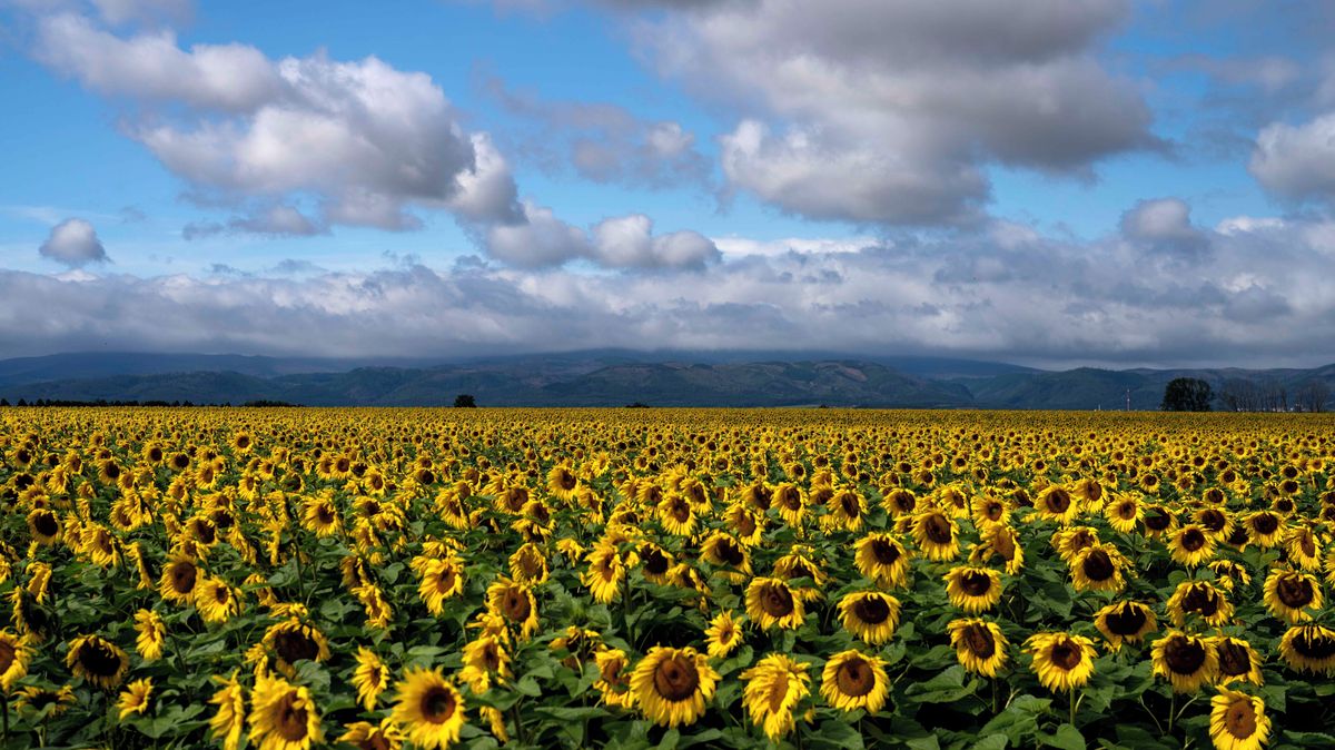 Letní restart počasí bude ve velkém stylu