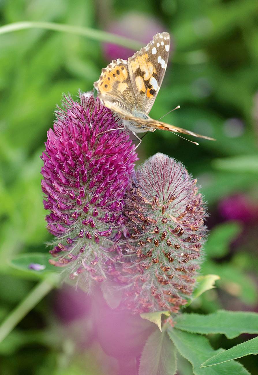 Šišaté hlávky nakvétají stovkami kvítků bohatých na nektar. Motýli včetně babočky bodlákové přiletí, rozbalí sosáčky a pijí do opojení