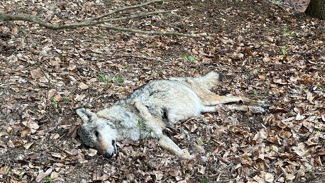 Na Náchodsku našli utýranou březí vlčici. V pasti trpěla týdny