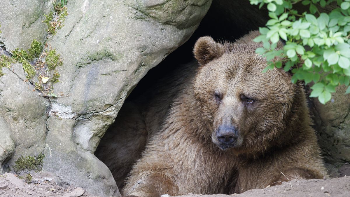 Na Slovensku žije až 1275 medvědů