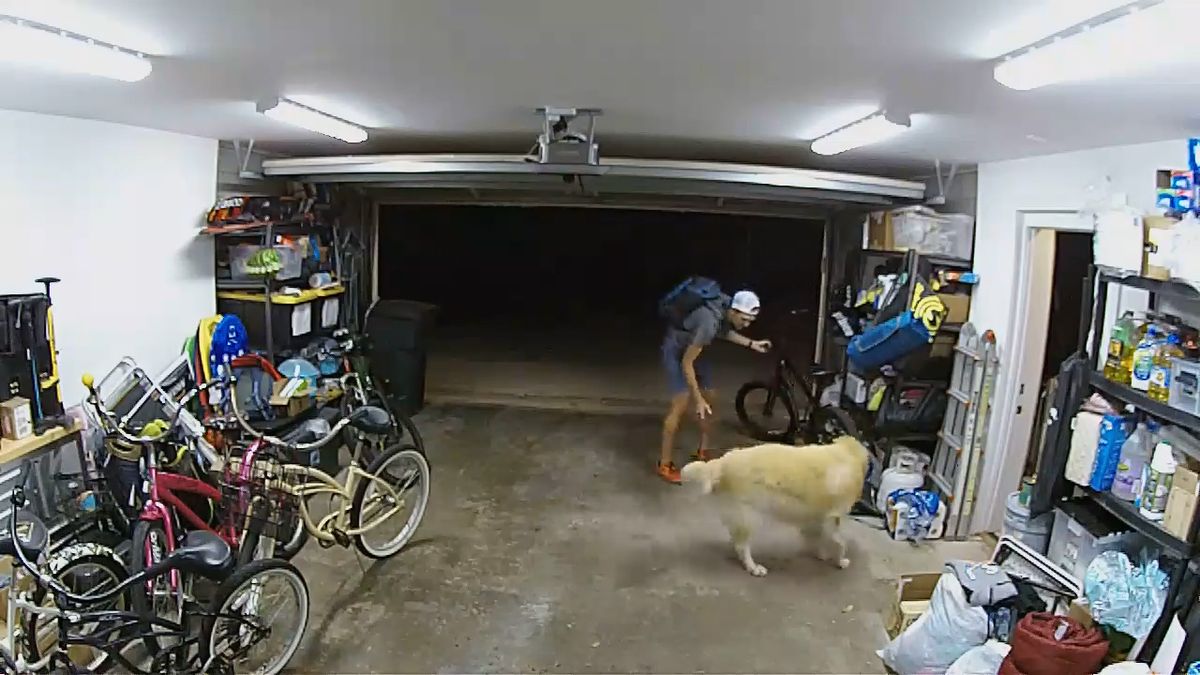 Zloděj vykrádal garáž, domácí pes ho nadšeně vítal
