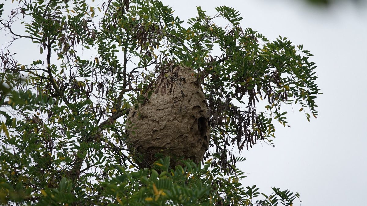 V Plzni už našli hnízdo sršní asijských. V pondělí ho zlikvidují