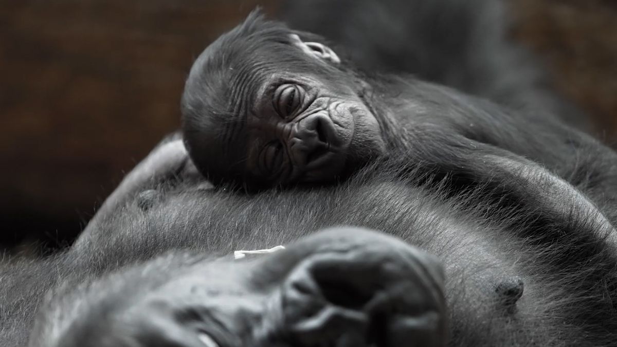 Gorilí mládě v pražské zoo je již k vidění. Dojemné okamžiky s matkou zachytila kamera Novinek