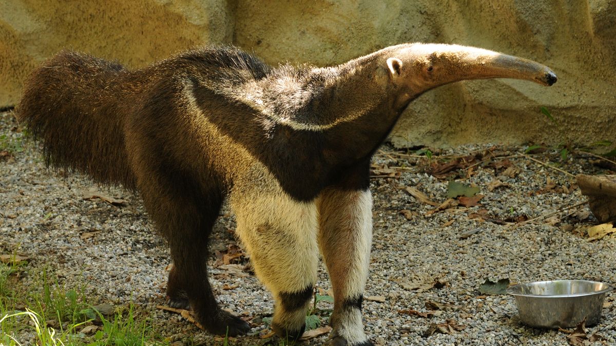 V olomoucké zoo uhynul Sylvin, otec prvního v tuzemsku narozeného mravenečníka velkého