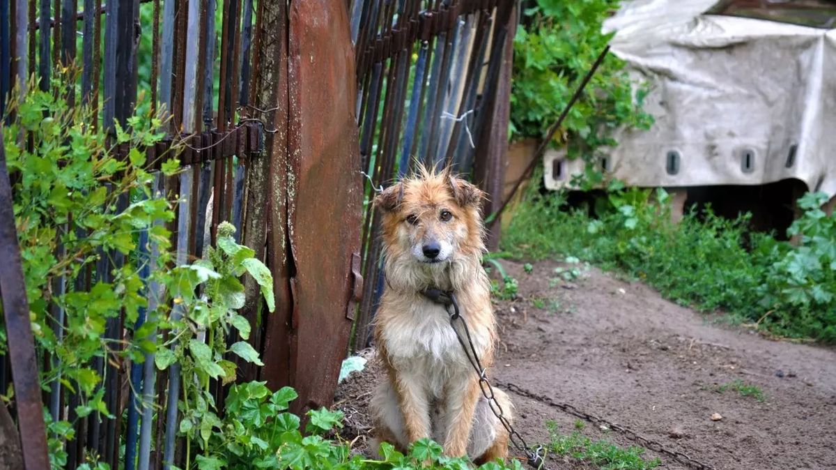 Na Slovensku zakázali držet psa na řetězu, hrozí pokuty
