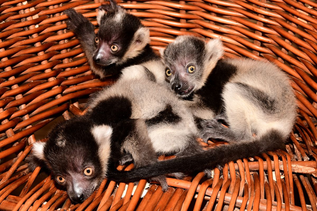 Olomoucká zoo má trojčata variů černobílých