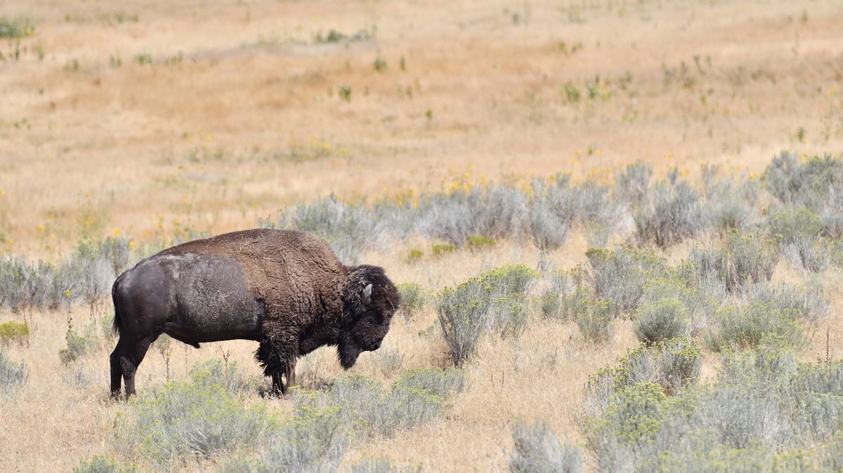 Opilý turista napadl v Yellowstonu bizona. Sám se při tom zranil