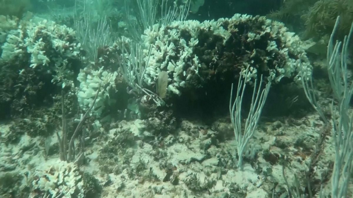 Začalo čtvrté globální blednutí korálů