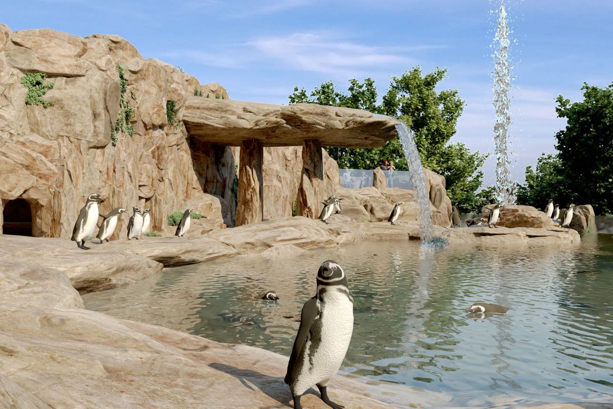 V Ostravě chystají chov tučňáků. Lidé je budou pozorovat hlavně pod vodou