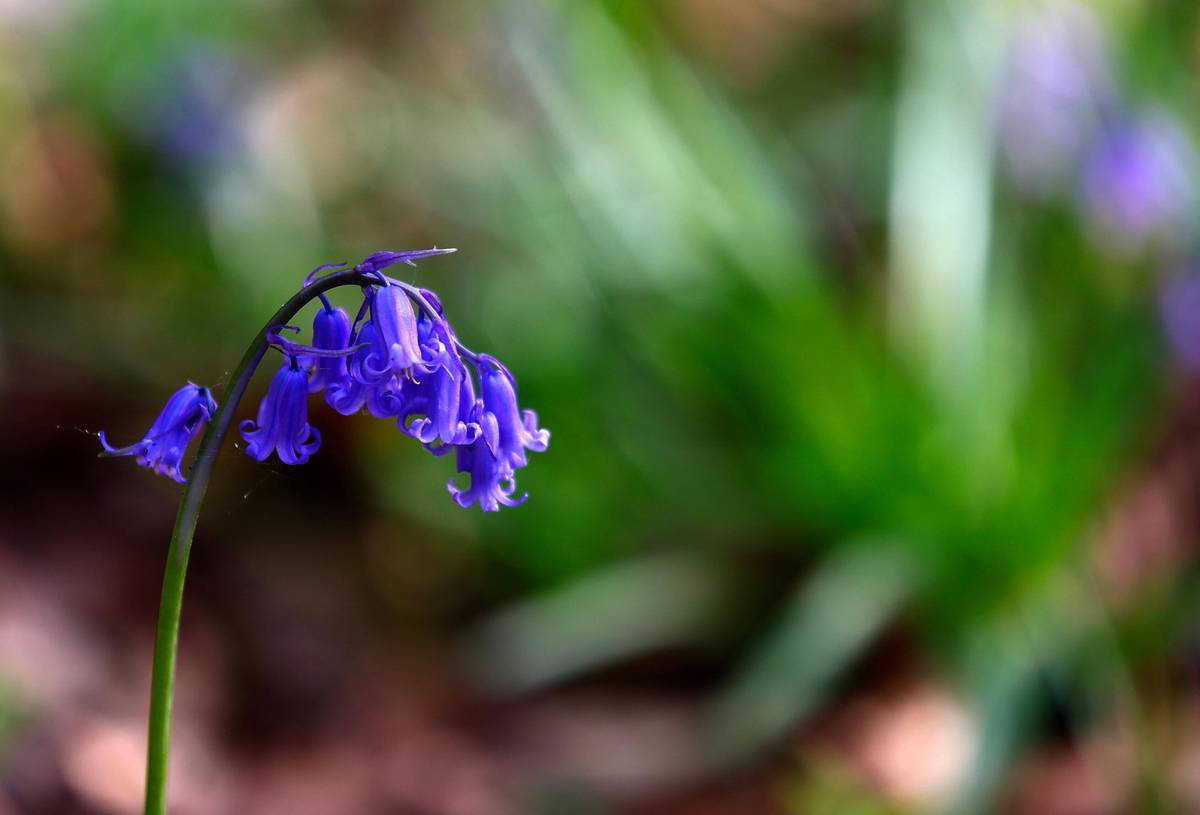 Botanicky jde, co se týče druhu květin, o hyacintovec britský, který laikům může připomínat zvonek