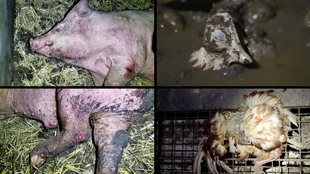 V Británii týrali zvířata na farmách, které podporovala organizace na ochranu zvířat