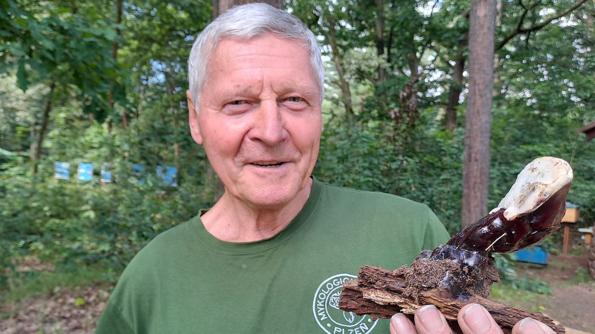 Sbírat houby podle aplikace je špatný nápad, varují mykologové