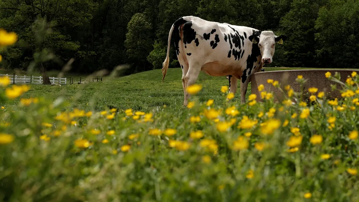 Čína sníží maximální clo na dovoz mléčných produktů z EU