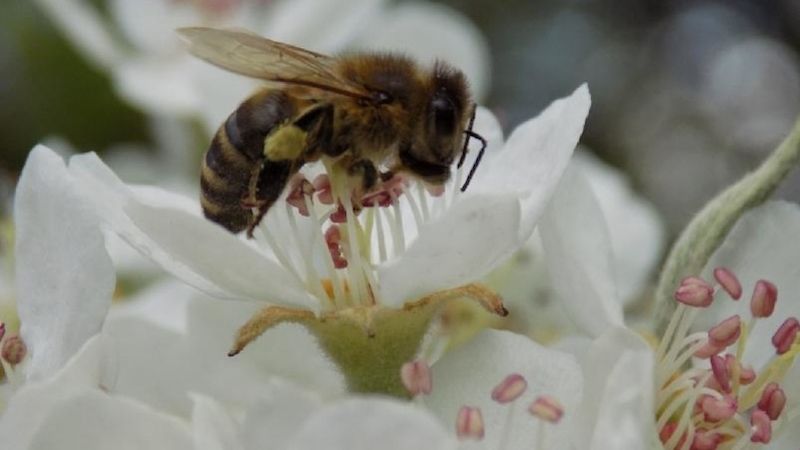 Květen je měsícem nejvyšší aktivity včel.
