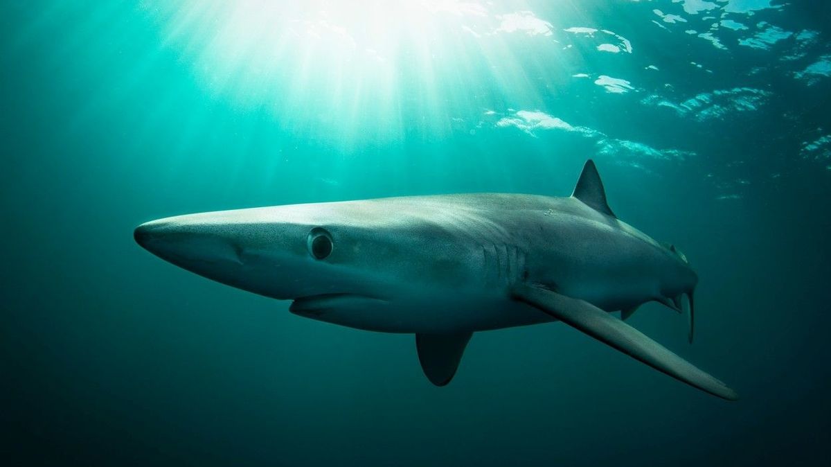 Žralok modrý. Ilustrační foto
