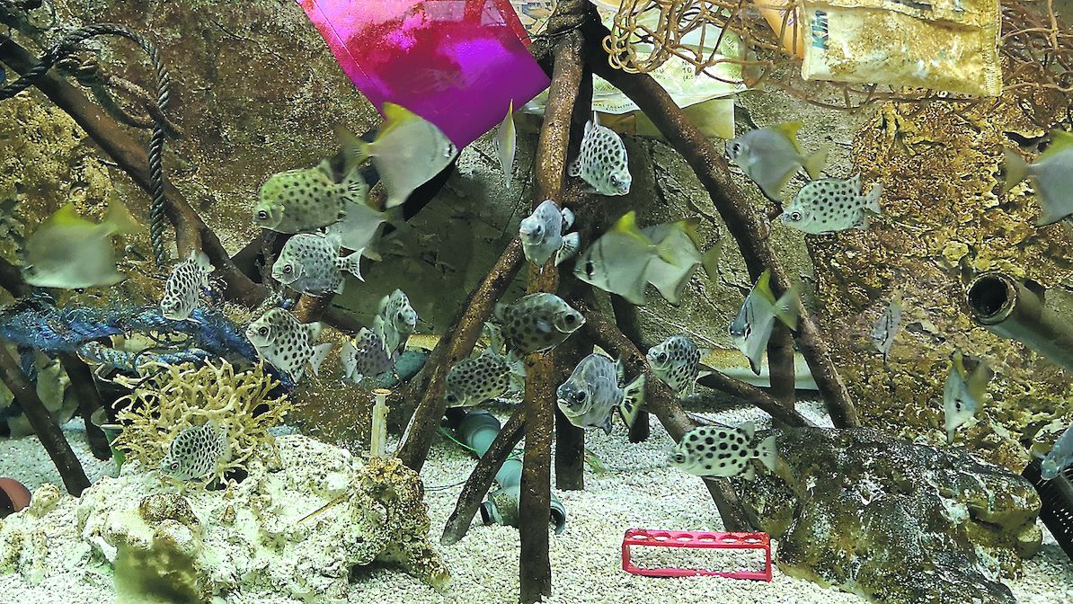 V brněnské zoo mají akvárium plné plastů
