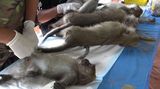 Thajsko zase kastruje opice. Válka primátů pokračuje