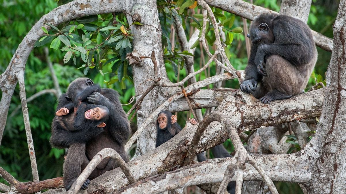 Šimpanzi léčí zranění rozdrceným hmyzem, pomáhají i ostatním, zjistila studie