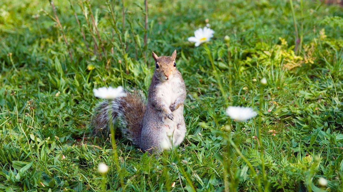 Britští vědci chtějí ochránit zrzavé veverky před šedými. Pomocí antikoncepce