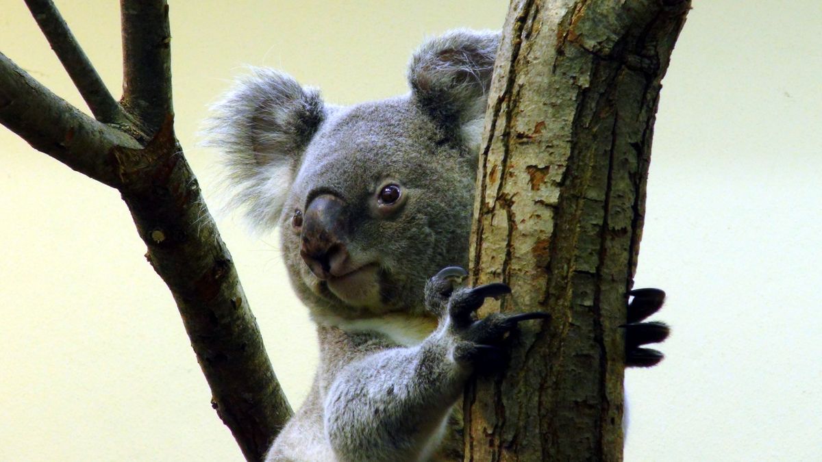 Ze záhadného zloděje decimujícího australskou lesní školku se vyklubal koala