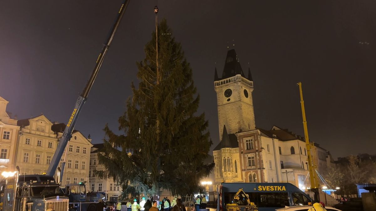 Na Staroměstském náměstí už stojí vánoční strom