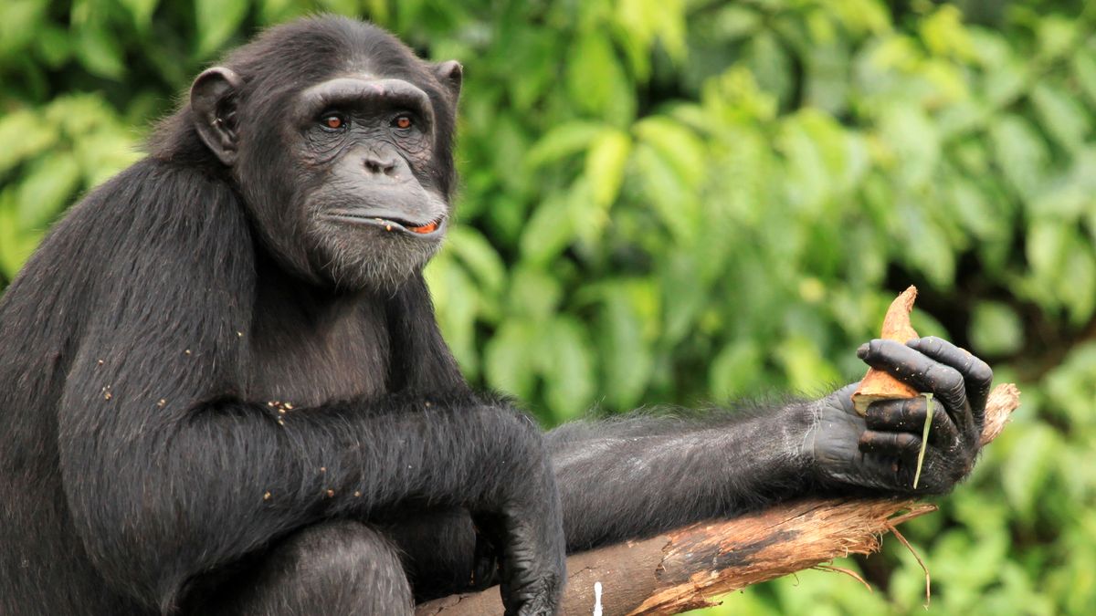 Šimpanzi v hodonínské zoo vylomili dvířka a utekli