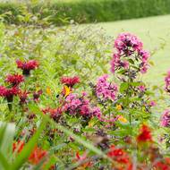Rudá a kýčovitě růžová? Ano! Z kombinace plamenek a zavinutek (Monarda) s typickými kohoutími hřebínky nás nepřepadnou mrákoty, nýbrž euforie.