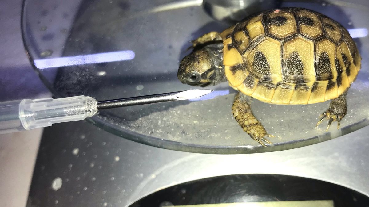 Čipování želviček je týrání, nedělejte to, varují veterináři