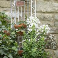 Bílá září jasně. Úplně jako světlo vrhané plamenem. Teď už víme, odkud pramení pojmenování těchhle vnadných usedlic z končin Nového světa.   