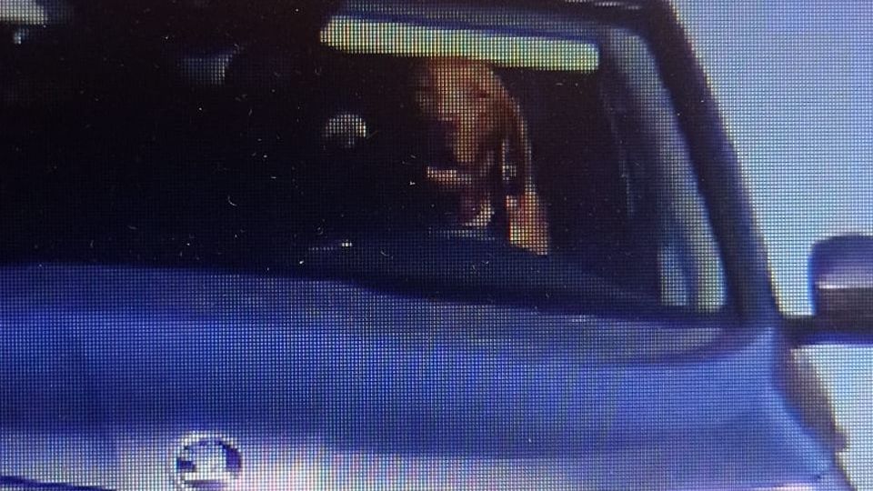 Za volantem na slovenské silnici seděl pes. A překročil rychlost v obci