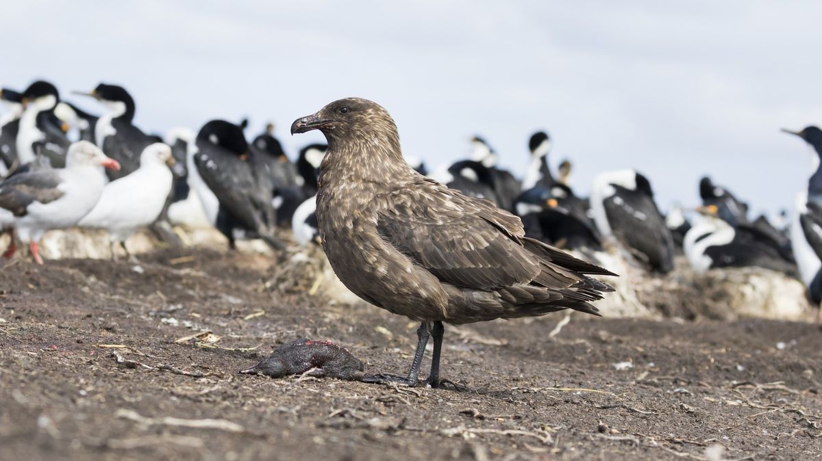 Vědci potvrdili první nález viru ptačí chřipky u Antarktidy. Bojí se o tučňáky
