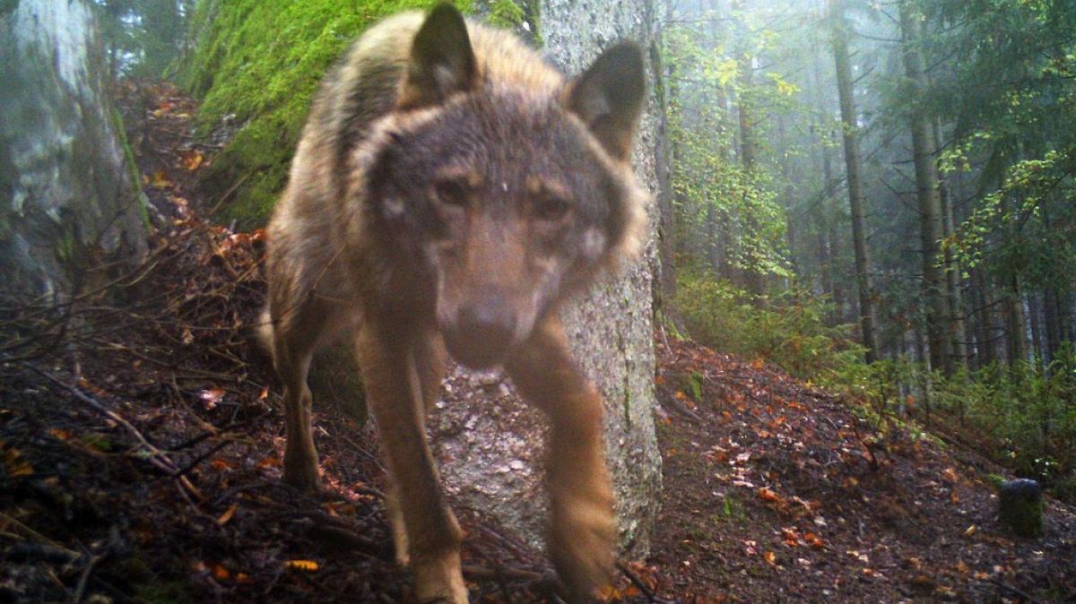 Vlci strhli sedm ovcí na Tachovsku, potvrdili přírodovědci