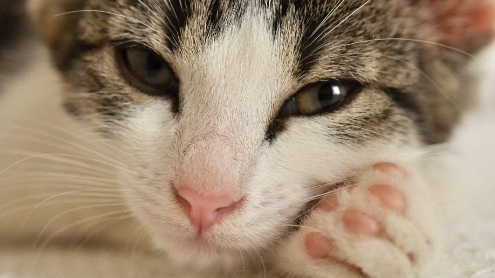 Kočky předou jinak, než se myslelo, zjistili čeští vědci