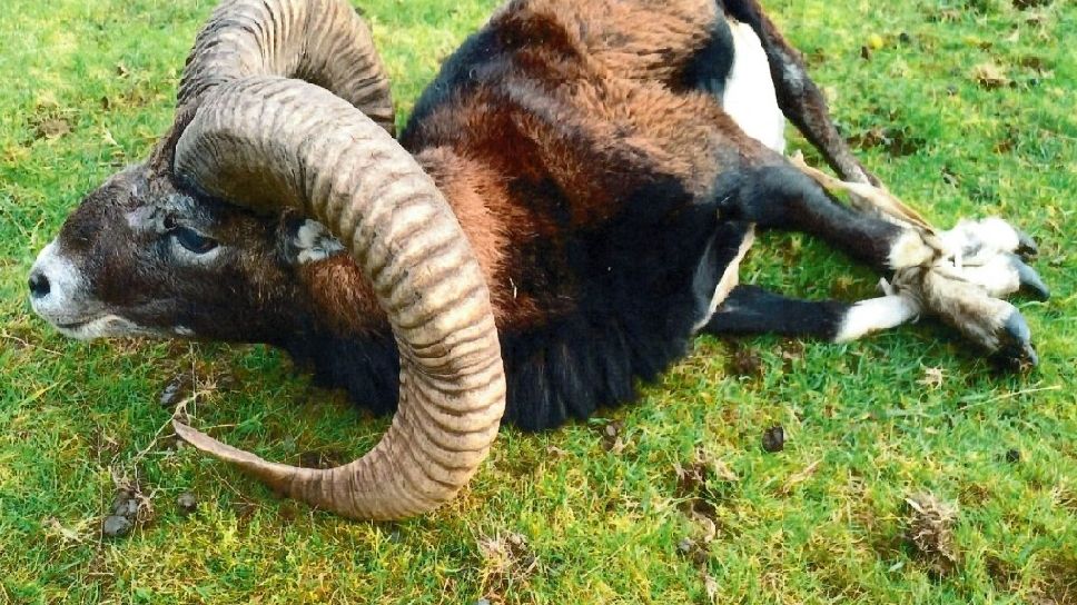 Pod Kunětickou horou se začali ztrácet mufloni, policie prosí o pomoc