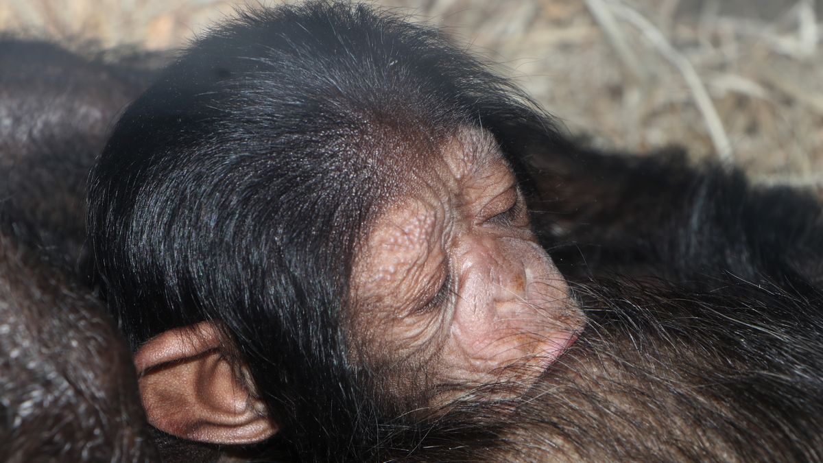 V Plzni se narodilo mládě šimpanze, rodiče patří do extrémně ohroženého poddruhu