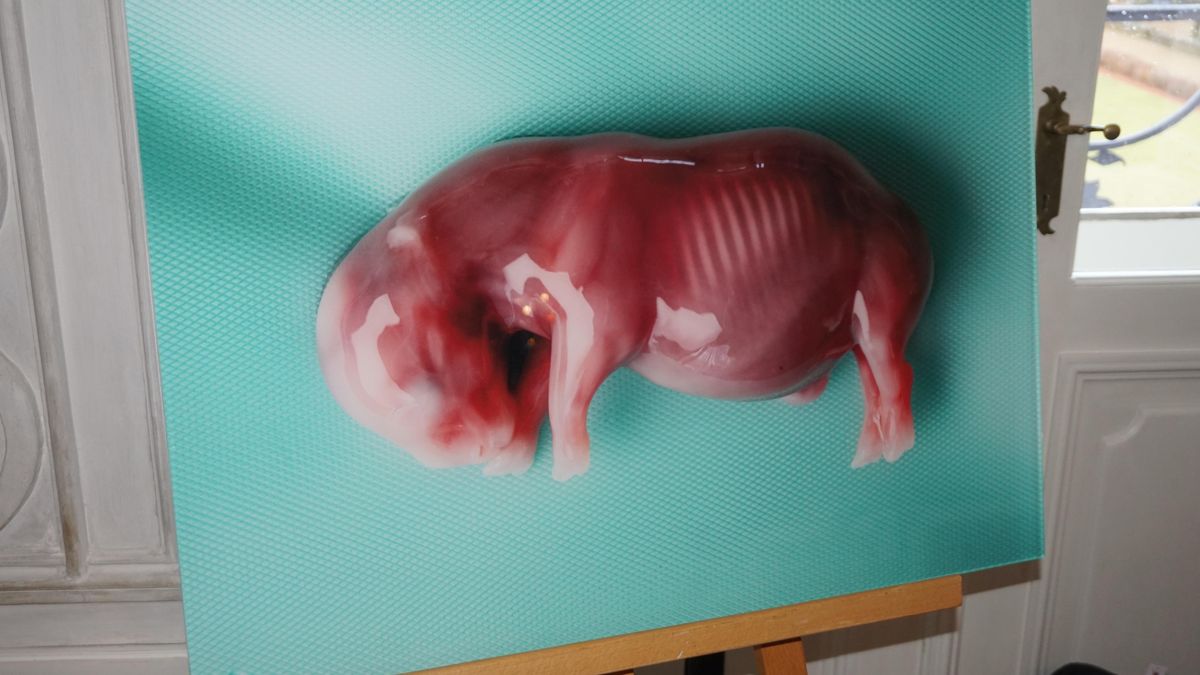 Historický úspěch. Vědci zdárně přenesli embryo do těla samice nosorožce bílého