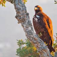 V Monfragüe lze pozorovat dravé ptáky.