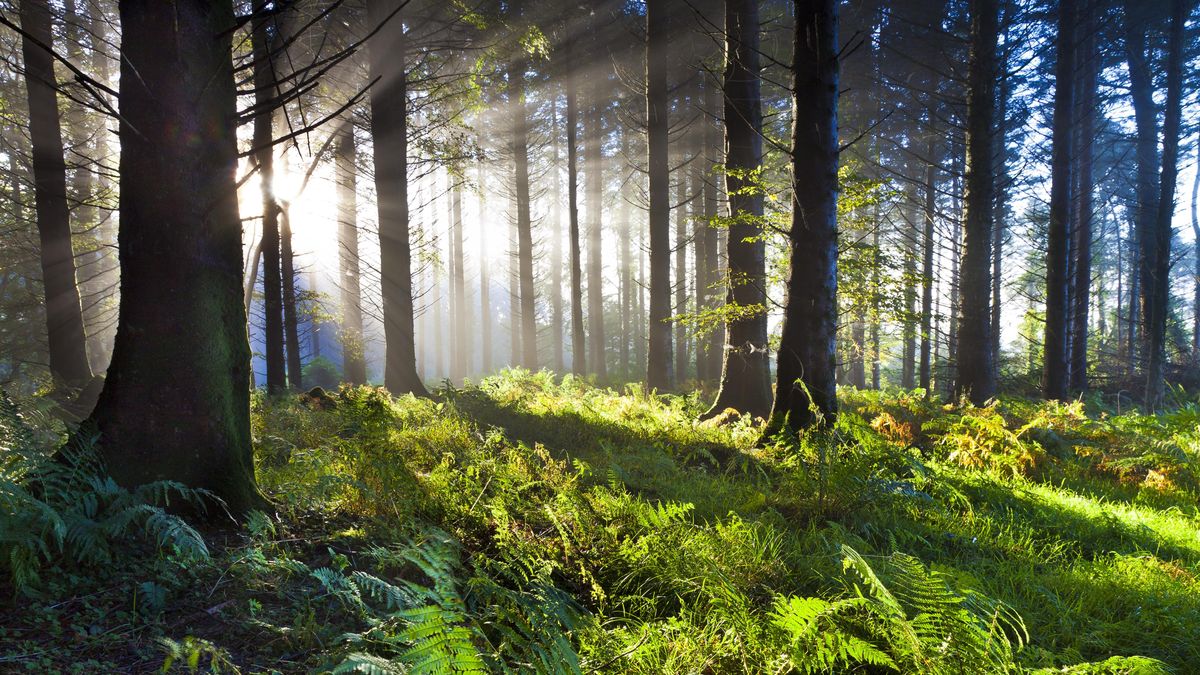 Studie: Bohaté a zralé lesy mají obrovský potenciál zachycovat uhlík. Pokud snížíme emise