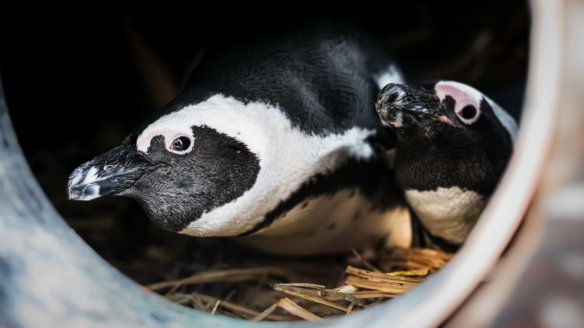 Ve Dvoře Králové už mají první letošní mládě, je to malý tučňák brýlový